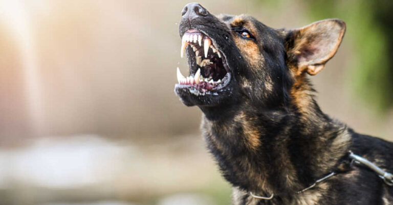 24 Secret Service Agents & Counting: Biden’s Dogs Just Keep Biting 24 Secret Service Agents & Counting: Biden’s Dogs Just Keep Biting