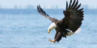 Robert Chao / shutterstock.com