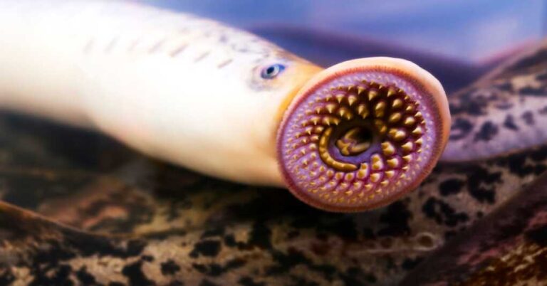 Yikes: Giant Lamprey Eel Fossils Tell of a Terrifying Jurassic Reality ...